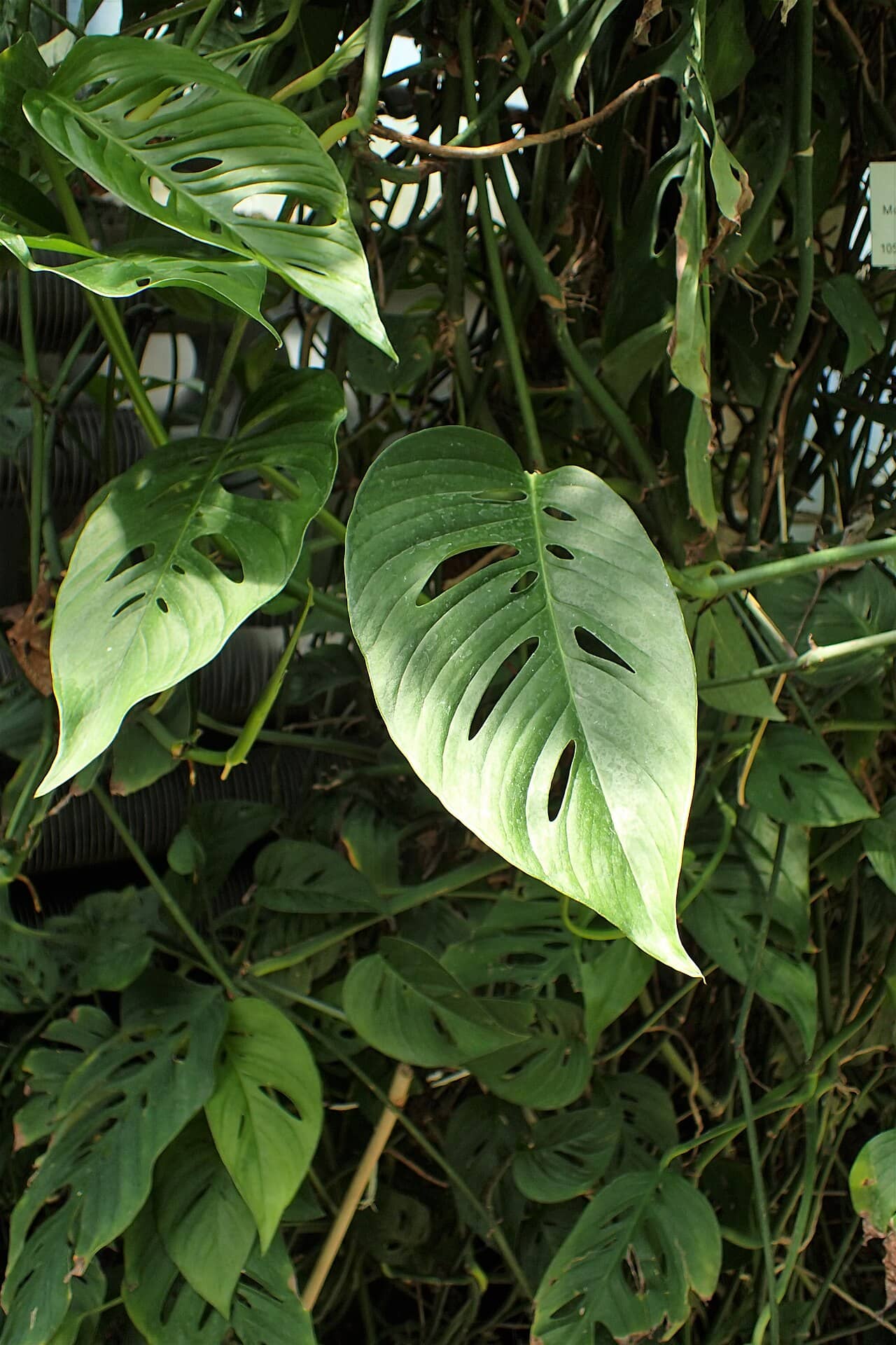 Close view of Swiss Cheese Plant (Monstera epipremnoides) foliage.