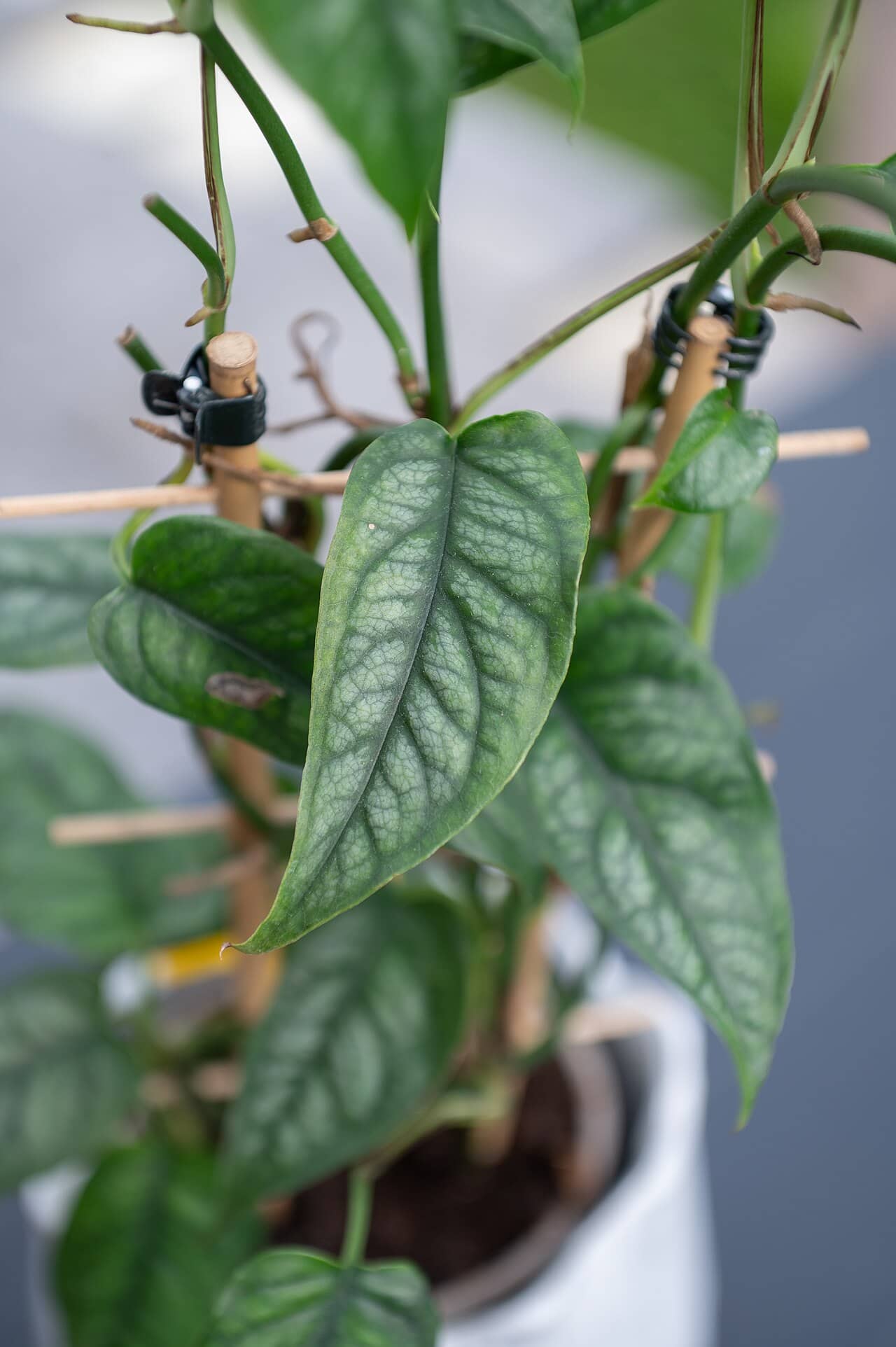 Close view of Silver Leaf Monstera (Monstera siltepecana) foliage.