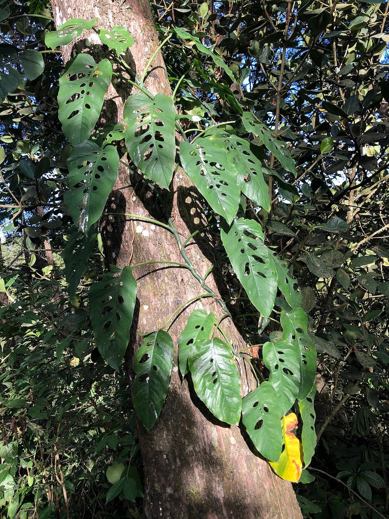 Silver Leaf Monstera (Monstera siltepecana) growing wild.