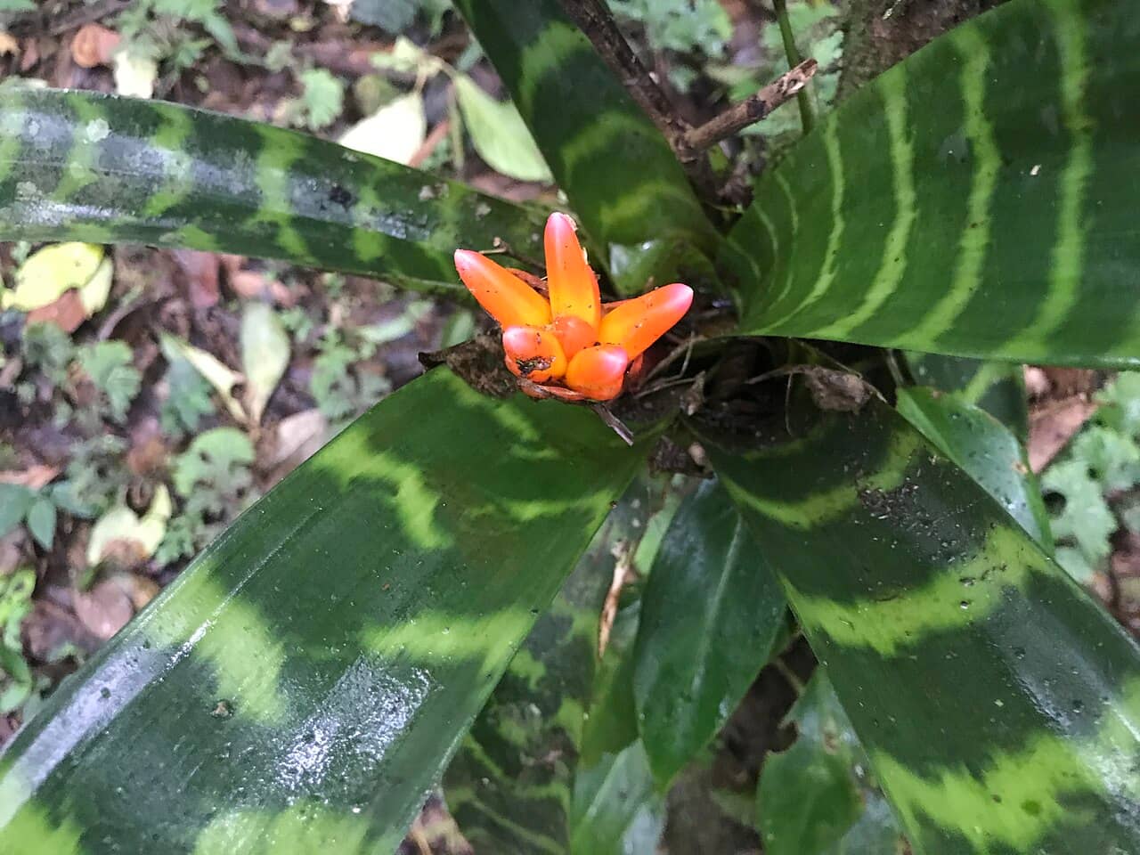 Close view of Mosaic Vase (Guzmania musaica) foliage.