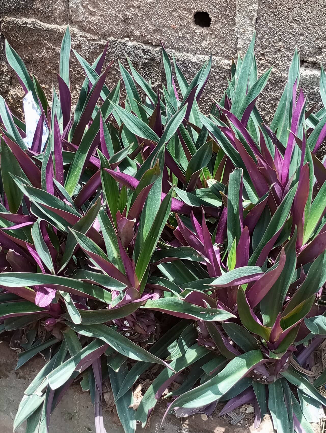 Moses-in-the-Cradle (Tradescantia spathacea), the whole plant.