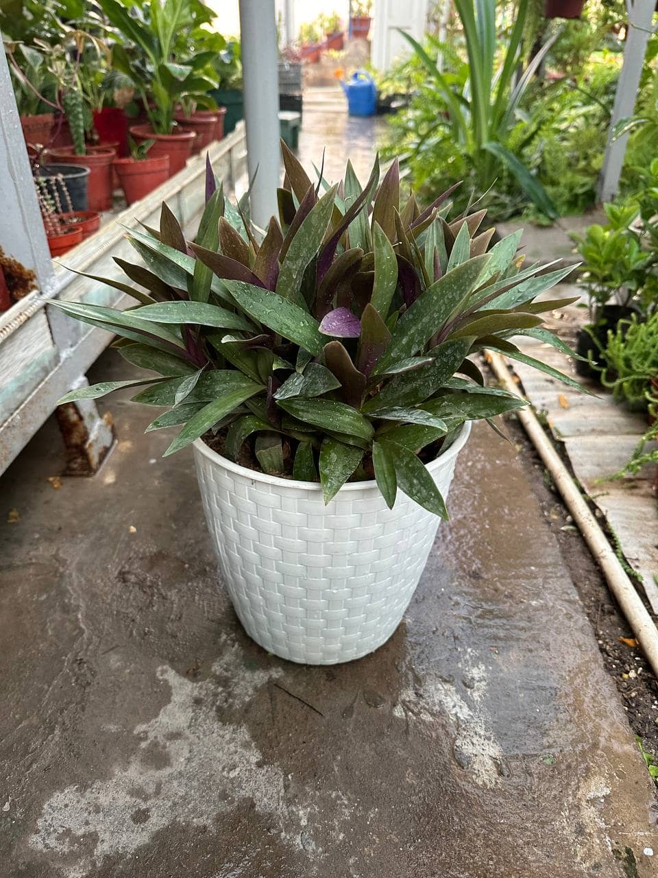 Moses-in-the-Cradle (Tradescantia spathacea) growing in a pot.