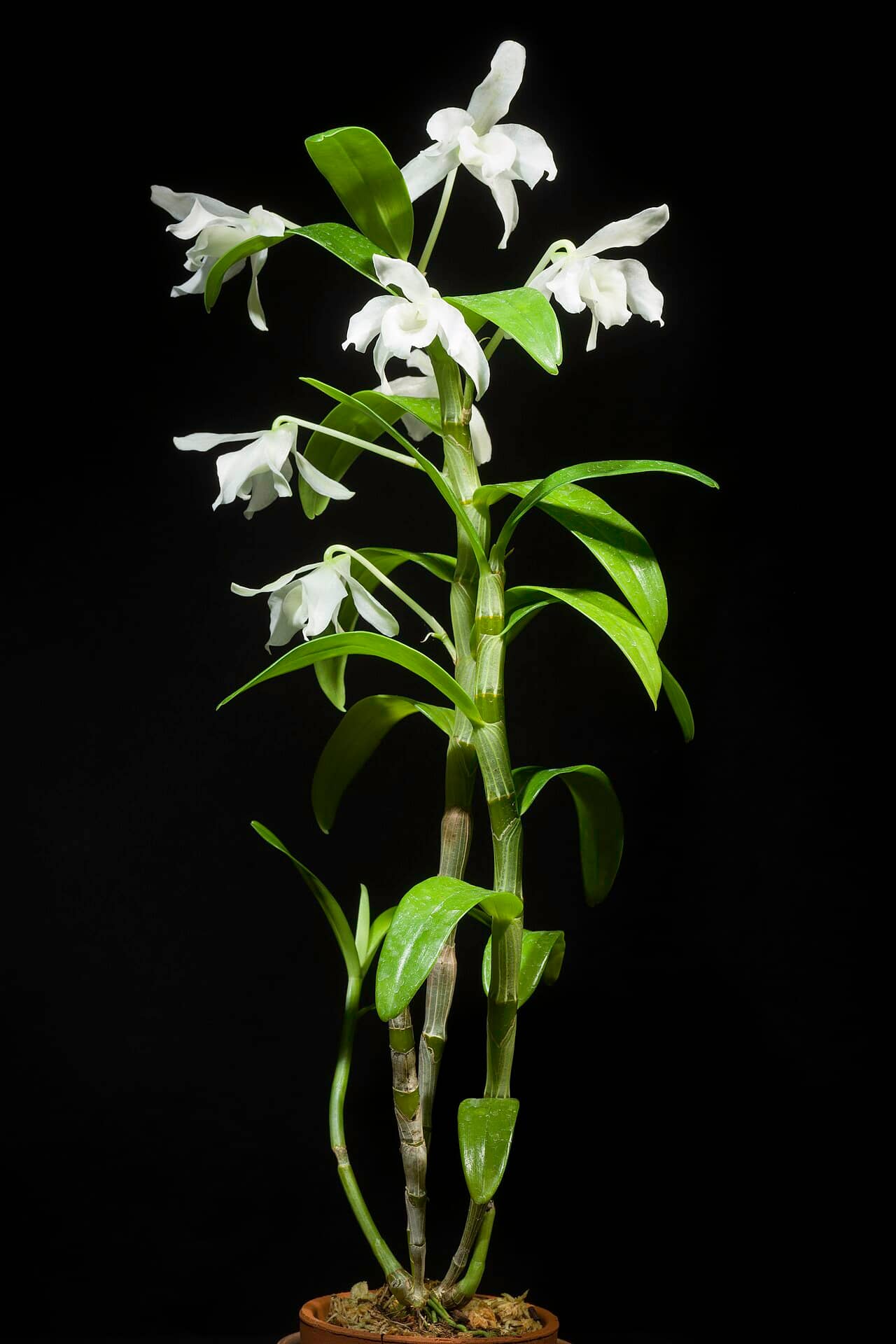 Dendrobium orchid (Dendrobium nobile), the whole plant.