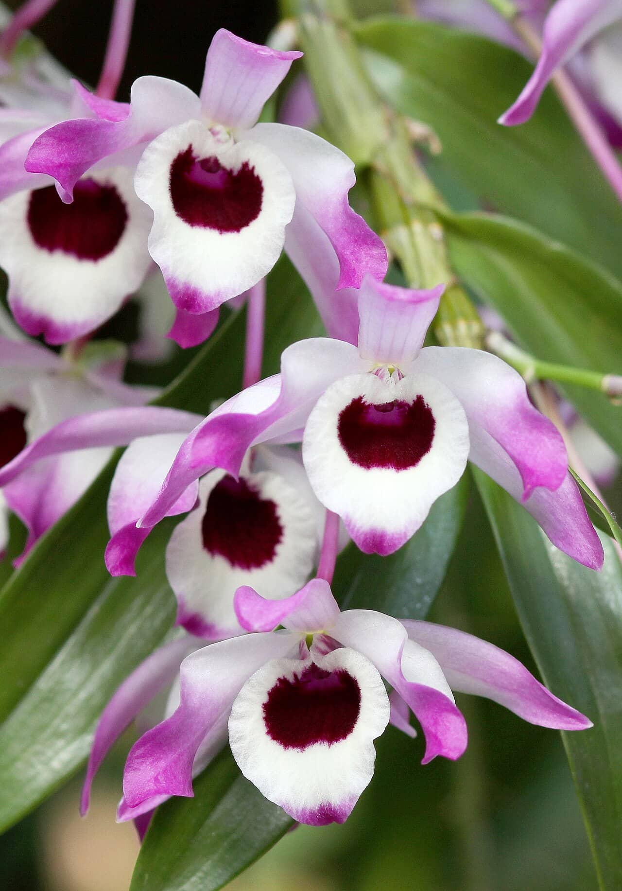 Flowers of Dendrobium orchid (Dendrobium nobile).
