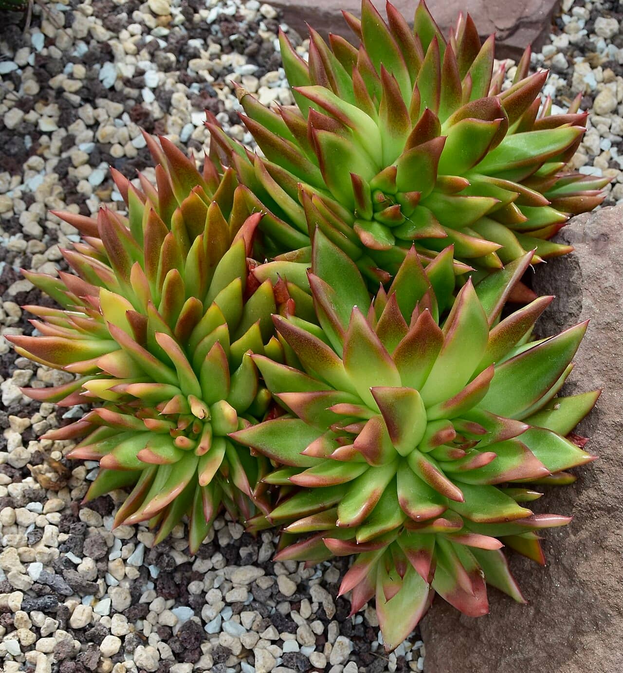 Moulded wax succulent (Echeveria agavoides), the whole plant.