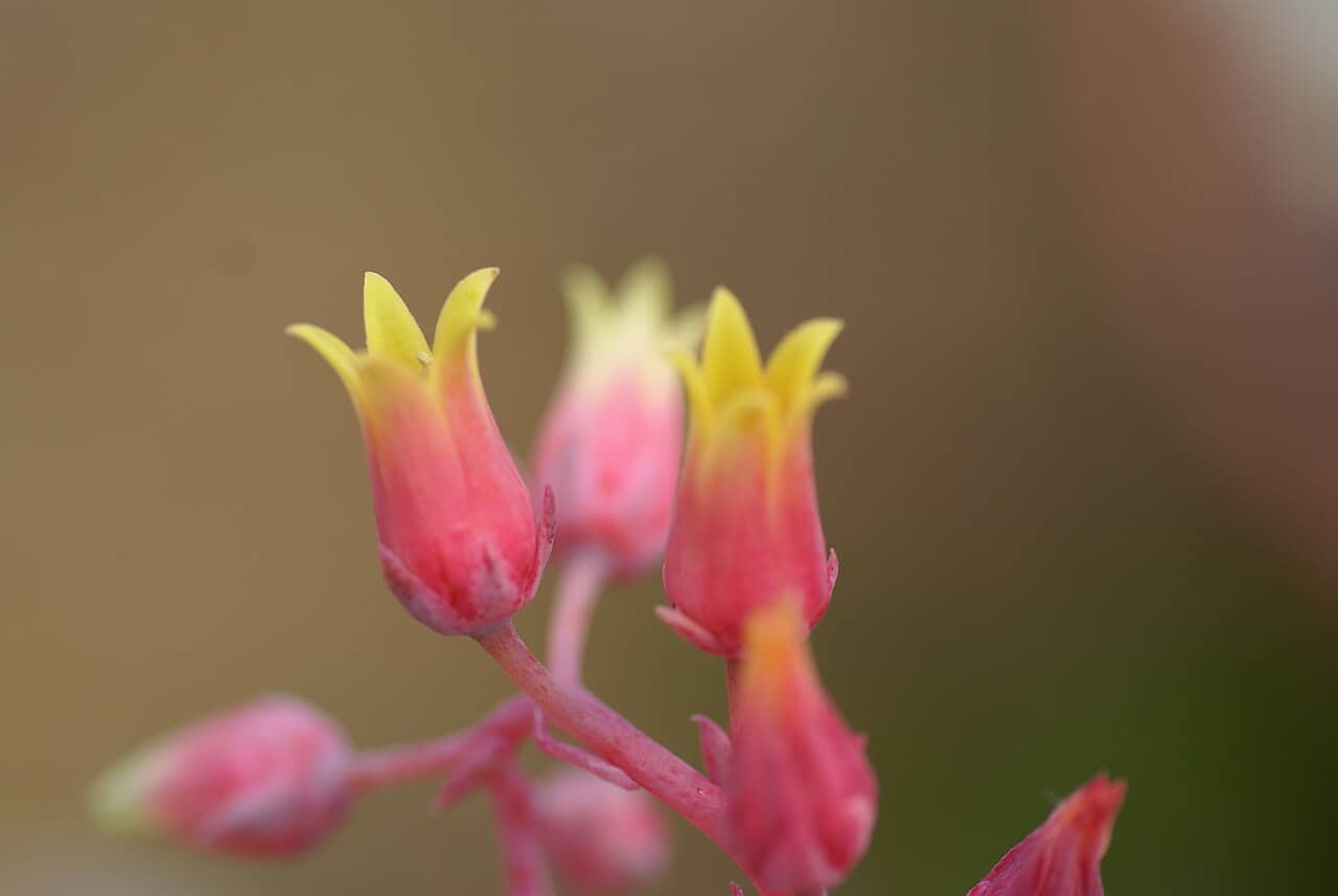 Flowers of Moulded wax succulent (Echeveria agavoides).