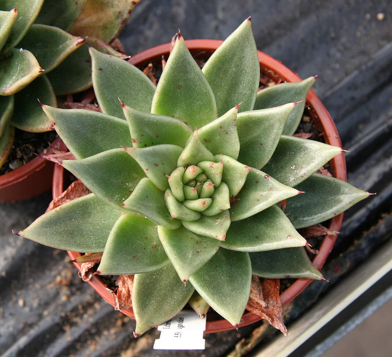 Moulded wax succulent (Echeveria agavoides) growing in a pot.