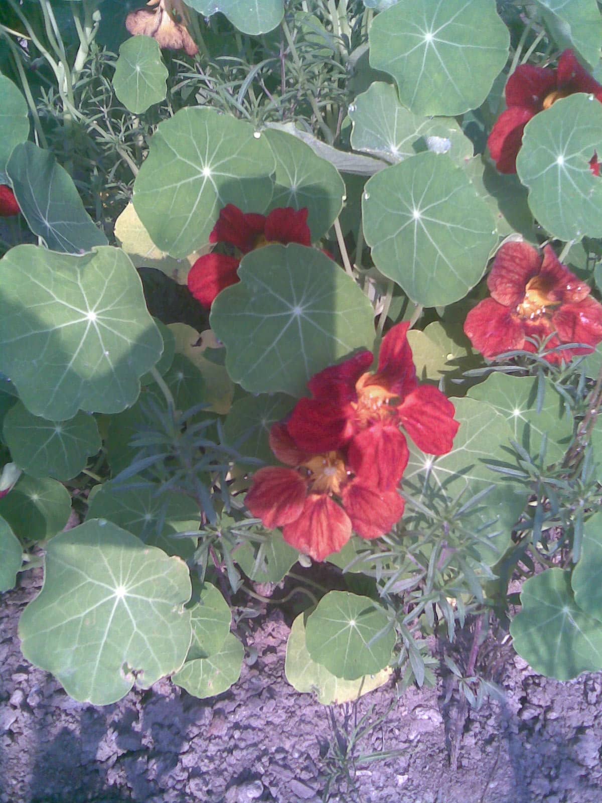 Nasturtium (Tropaeolum majus), the whole plant.