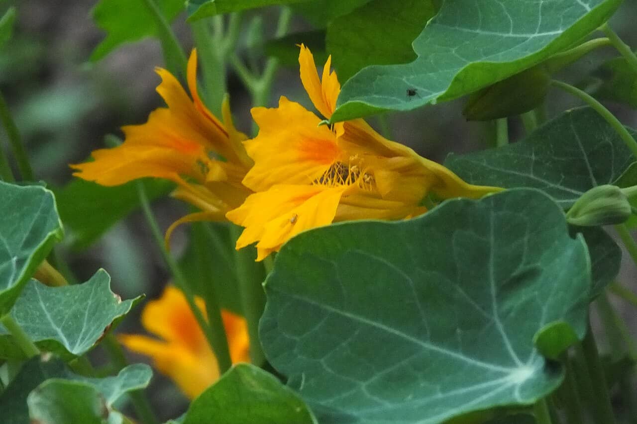 Flowers of Nasturtium (Tropaeolum majus).