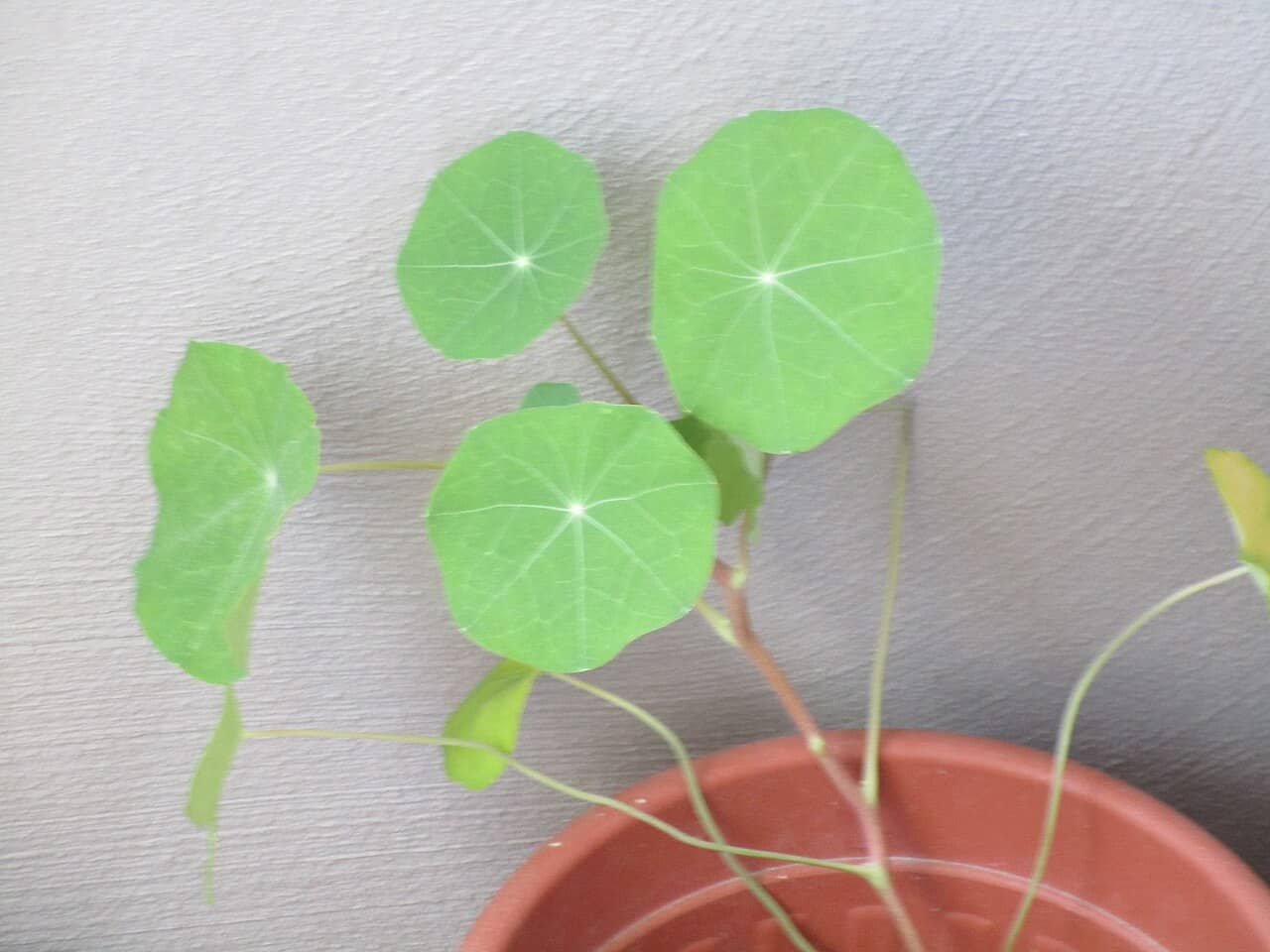 Nasturtium (Tropaeolum majus) growing in a pot.
