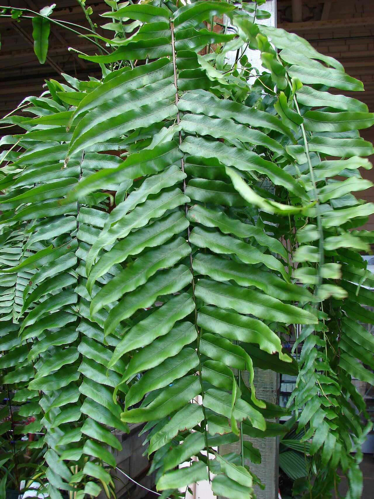 Bold Sword Fern (Nephrolepis biserrata), the whole plant.