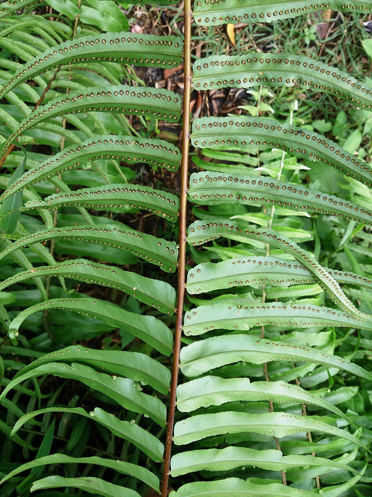 Close view of Bold Sword Fern (Nephrolepis biserrata) foliage.