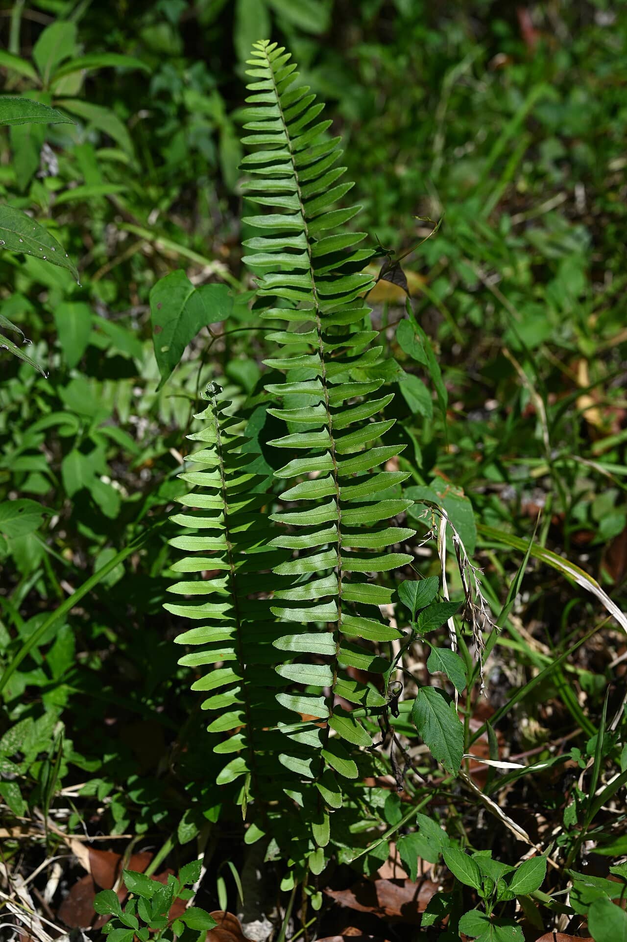 Bold Sword Fern (Nephrolepis biserrata) growing wild.