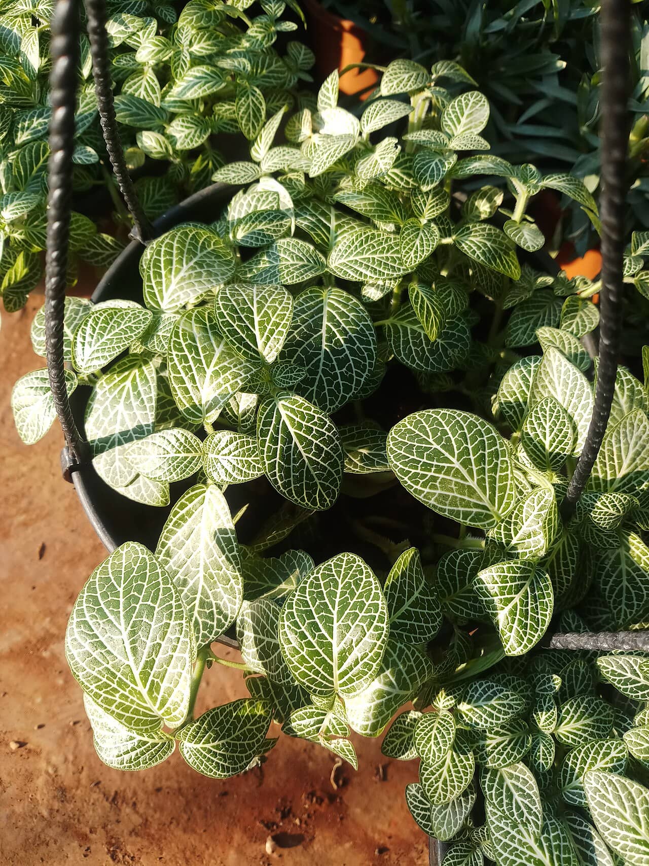 Nerve plant (Fittonia albivenis), the whole plant.