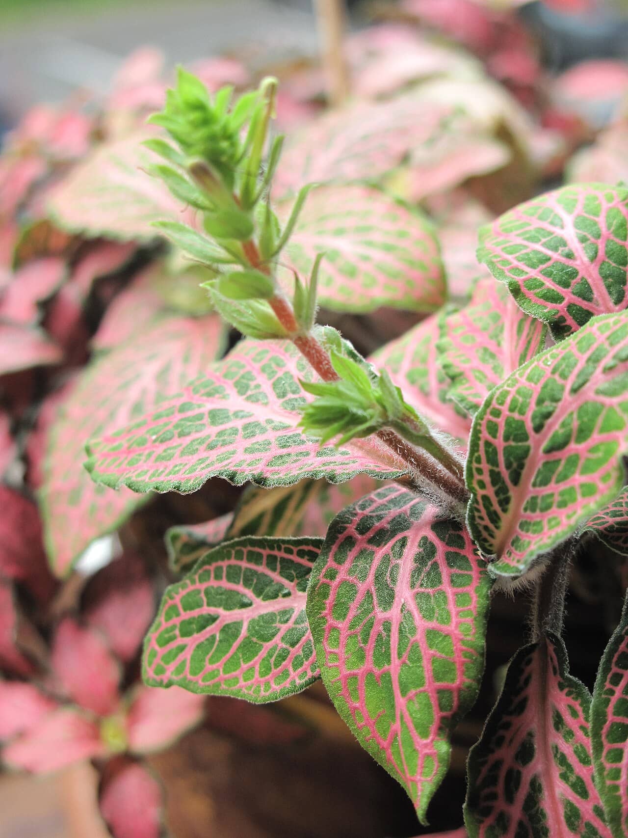 Close view of Nerve plant (Fittonia albivenis) foliage.