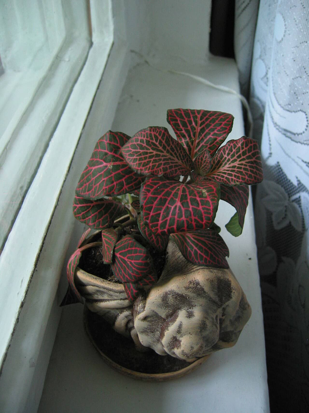 Nerve plant (Fittonia albivenis) growing in a pot.
