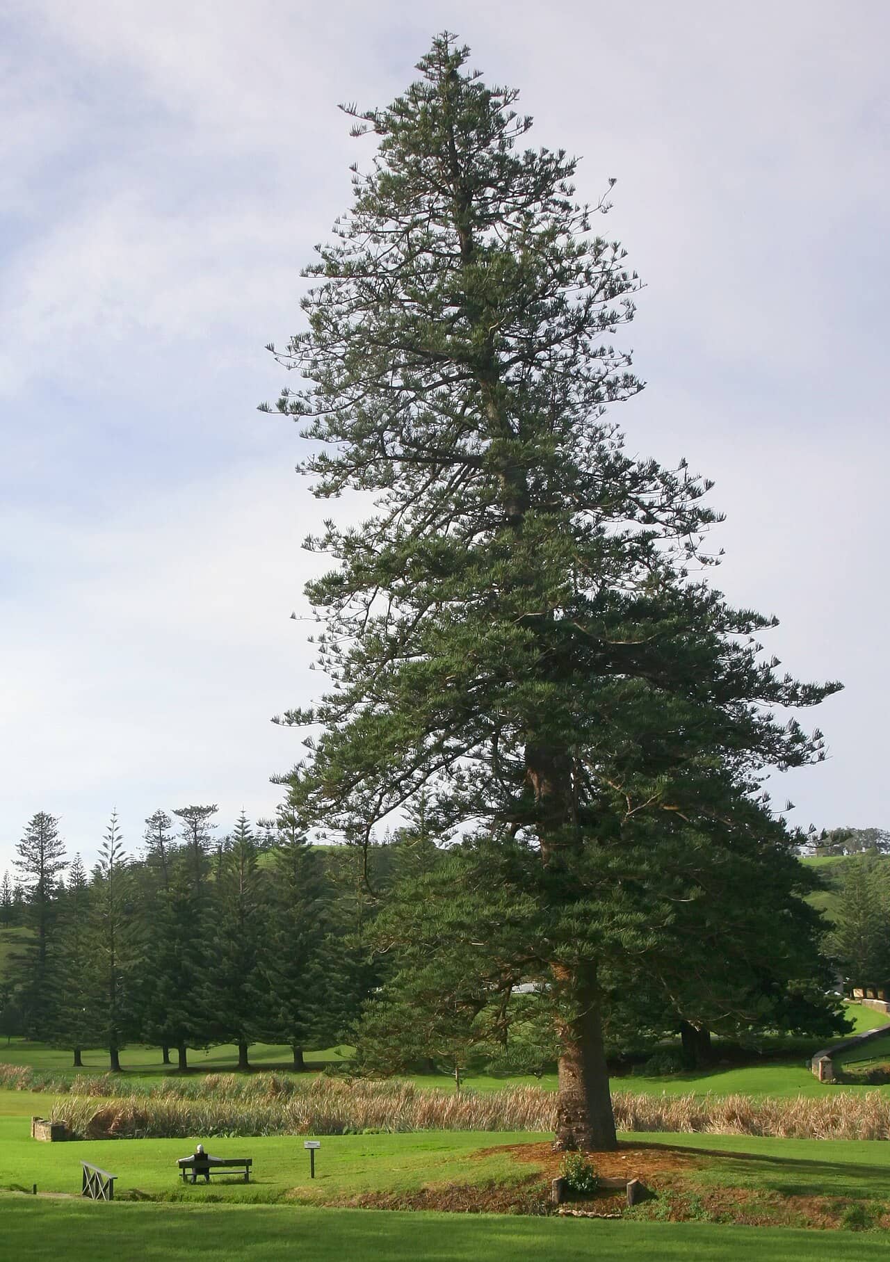 Norfolk Island pine (Araucaria heterophylla), the whole plant.