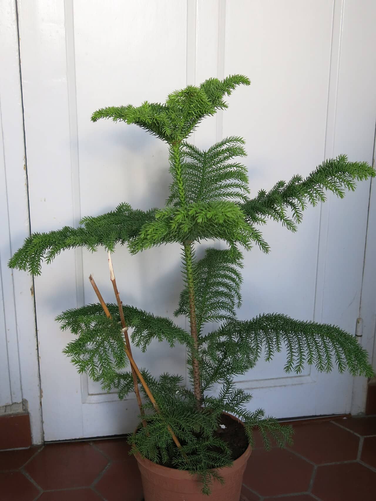 Norfolk Island pine (Araucaria heterophylla) growing in a pot.