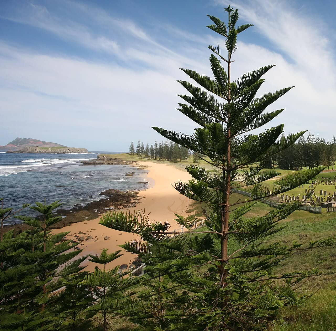 Norfolk Island pine (Araucaria heterophylla) growing wild.