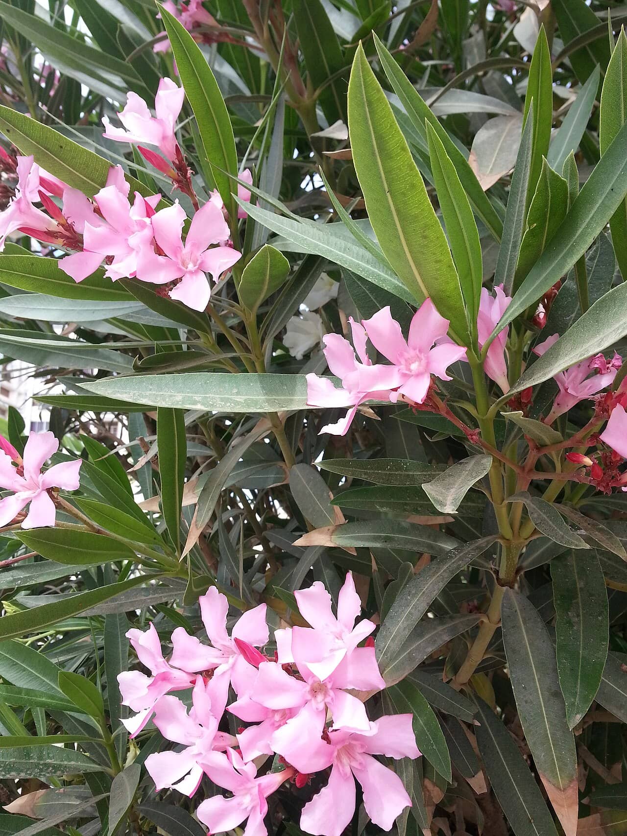 Flowers of Oleander (Nerium oleander).