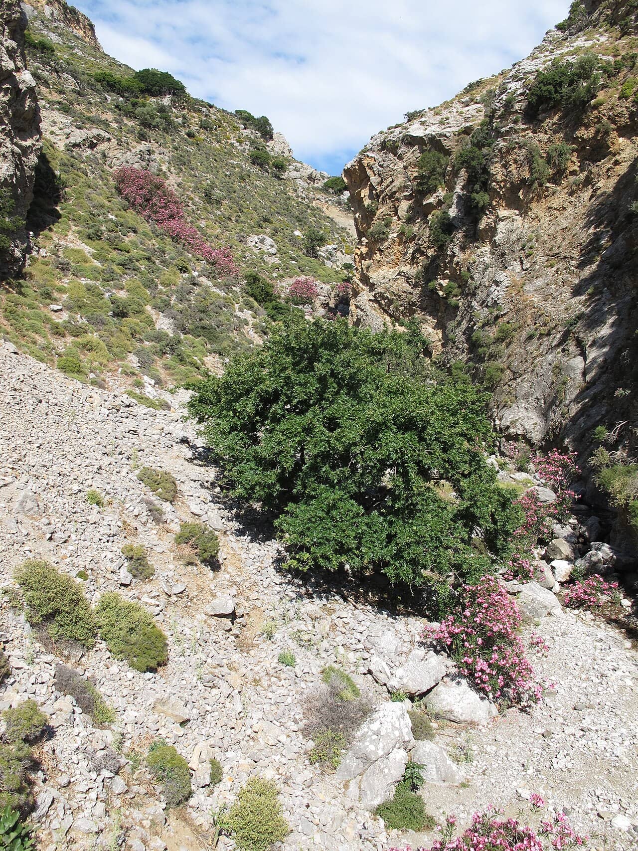 Oleander (Nerium oleander) growing wild.