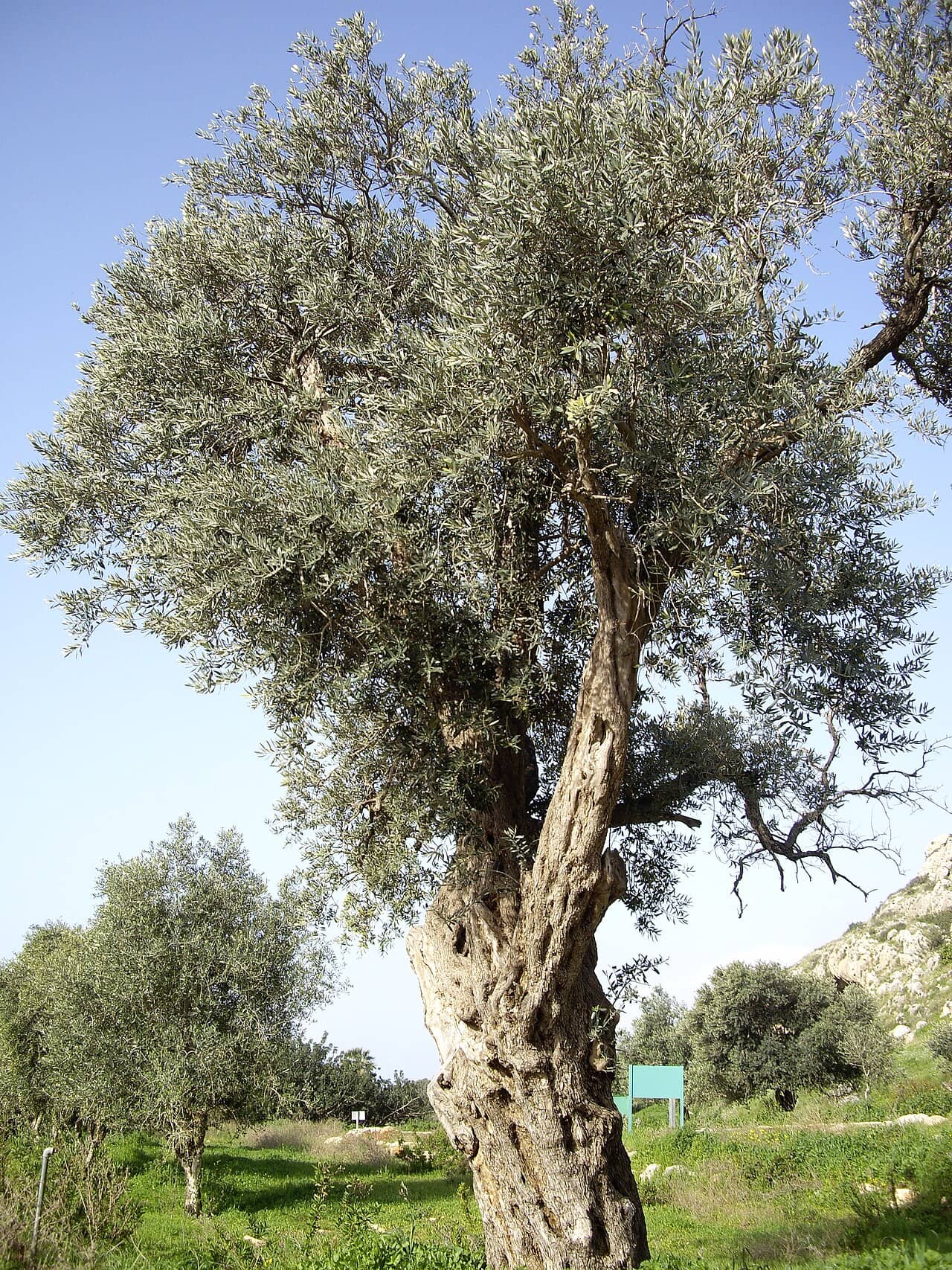Olive (Olea europaea), the whole plant.