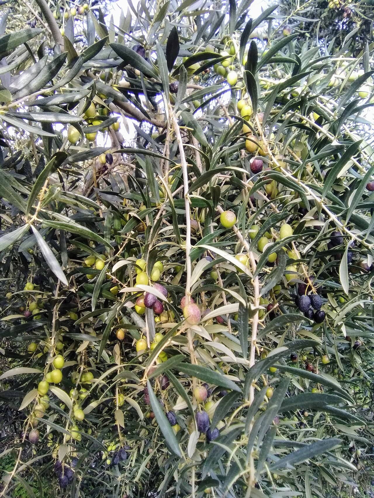 Close view of Olive (Olea europaea) foliage.