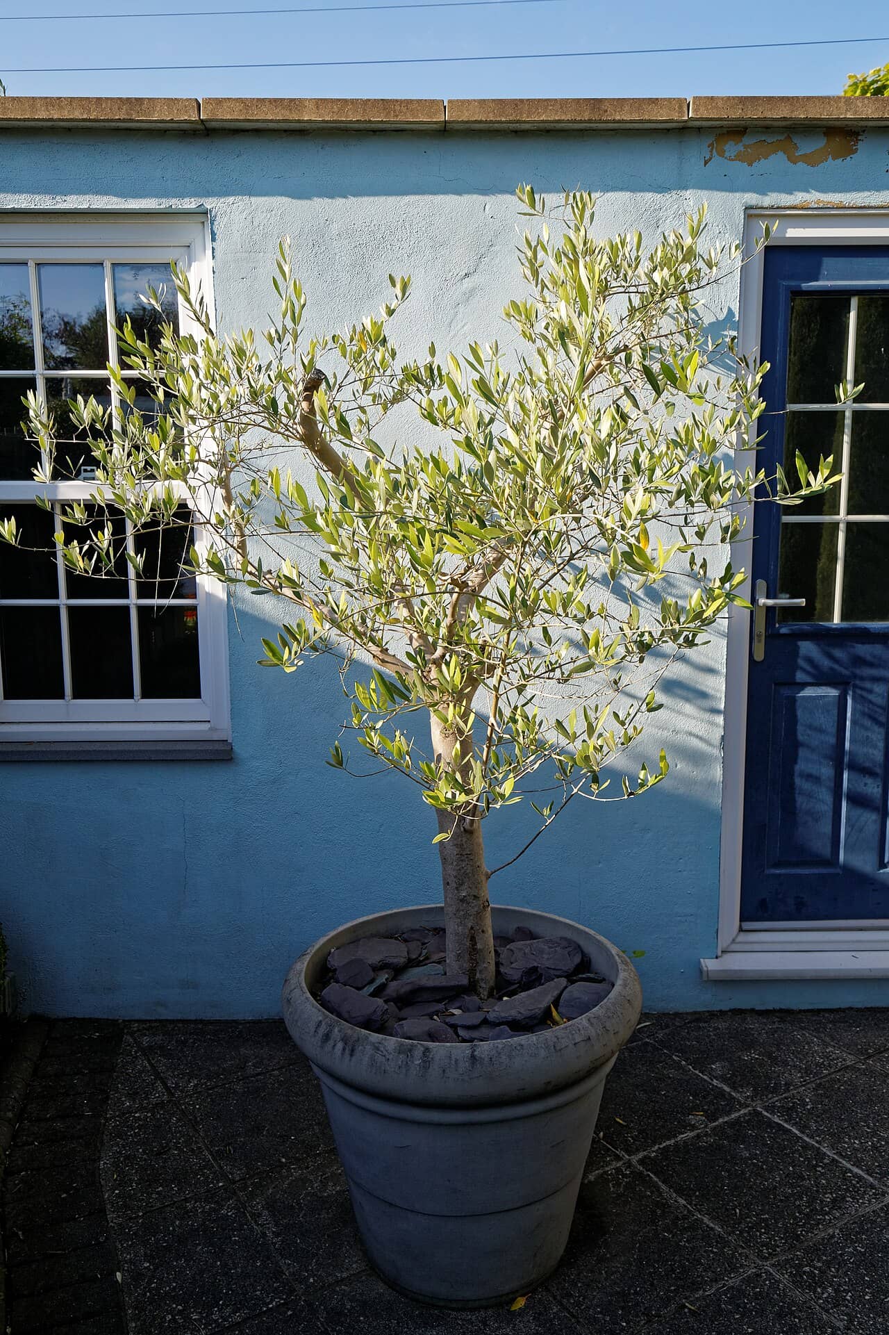 Olive (Olea europaea) growing in a pot.