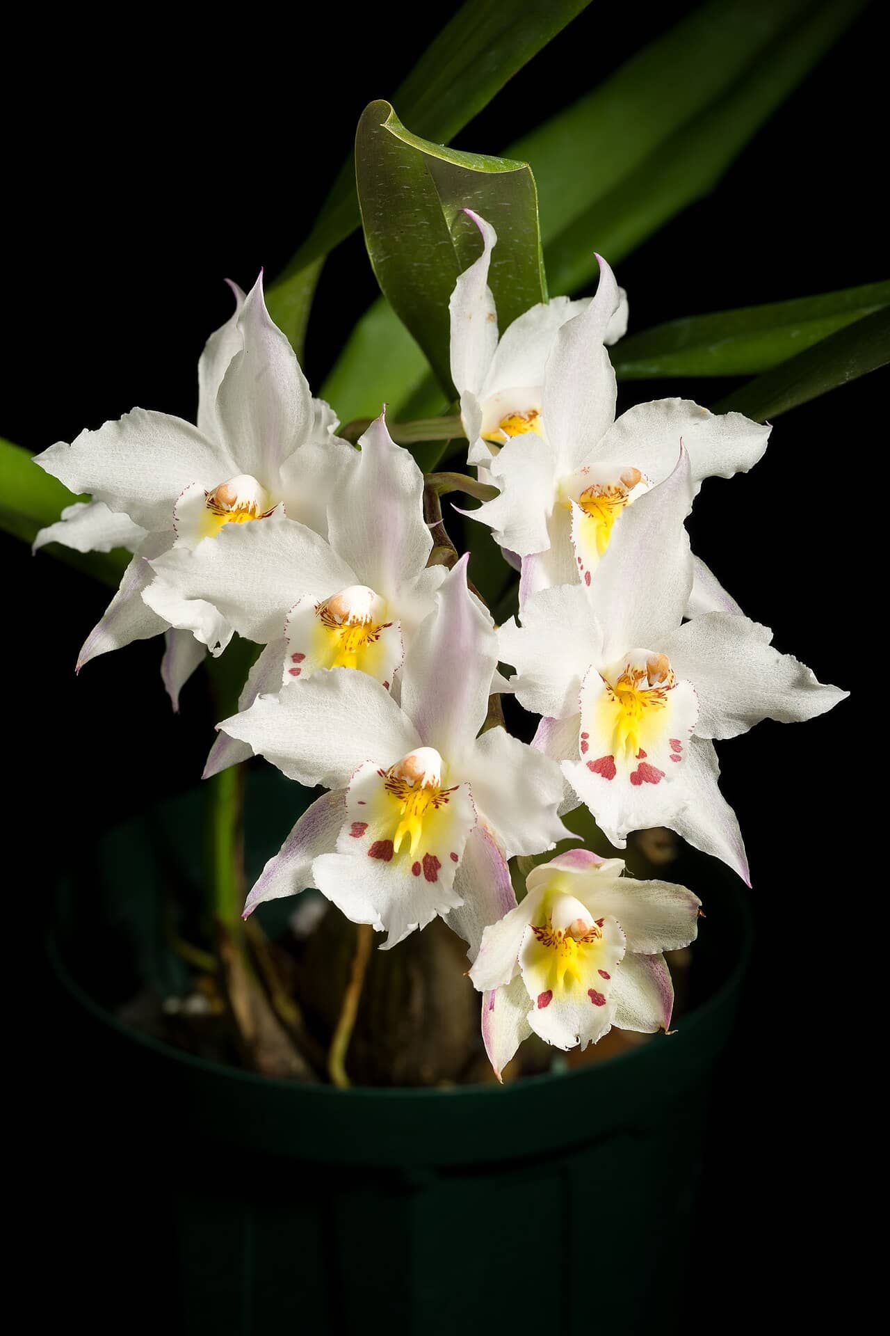 Curled Odontoglossum (Oncidium alexandrae), the whole plant.