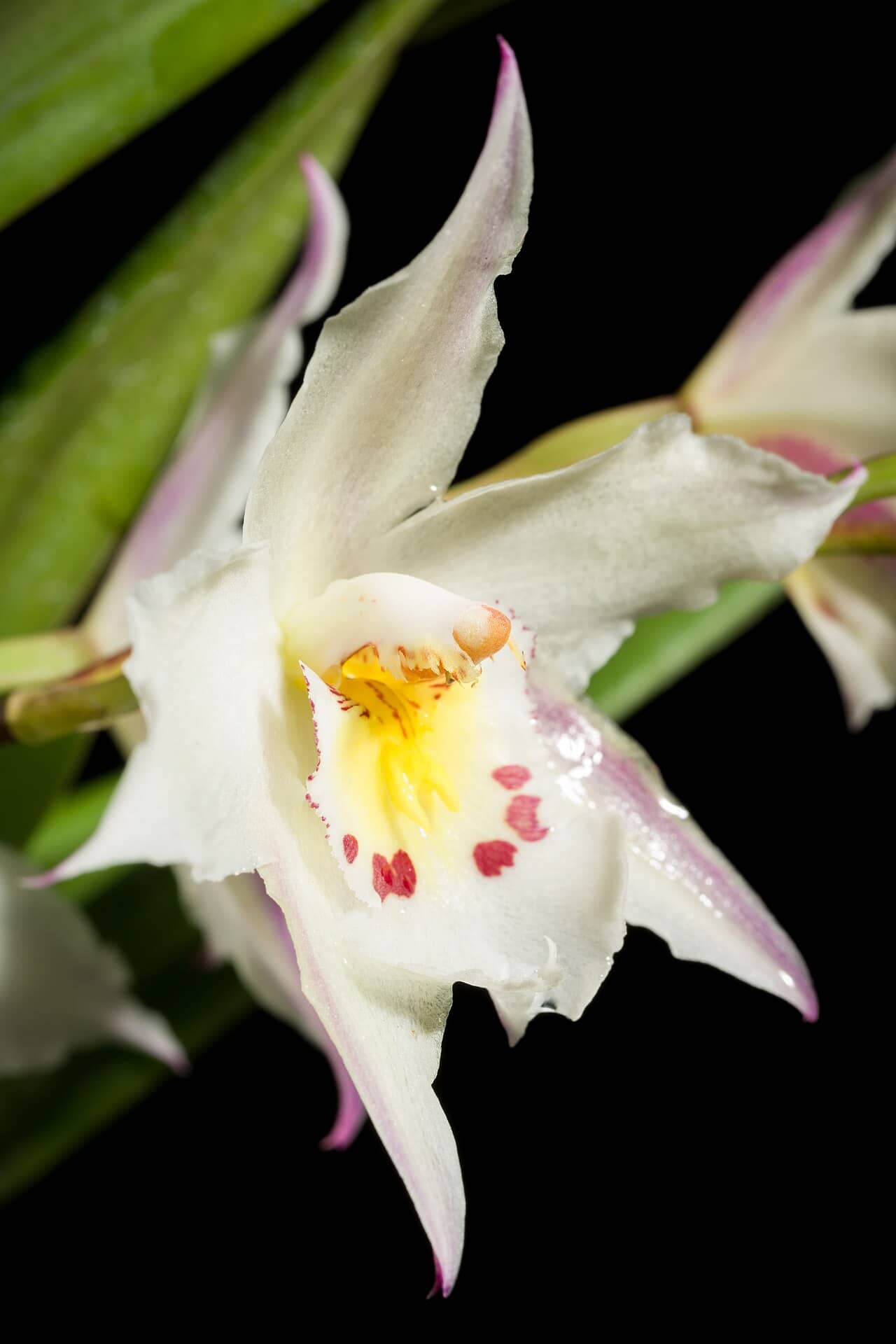 Flowers of Curled Odontoglossum (Oncidium alexandrae).