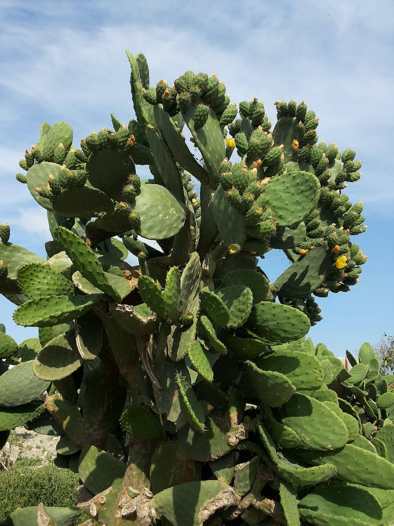 Opuntia ficus-indica (Opuntia ficus-indica), the whole plant.