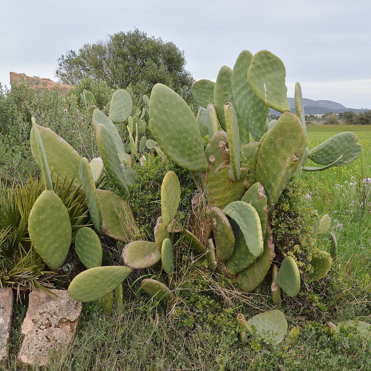 Opuntia ficus-indica (Opuntia ficus-indica) growing wild.