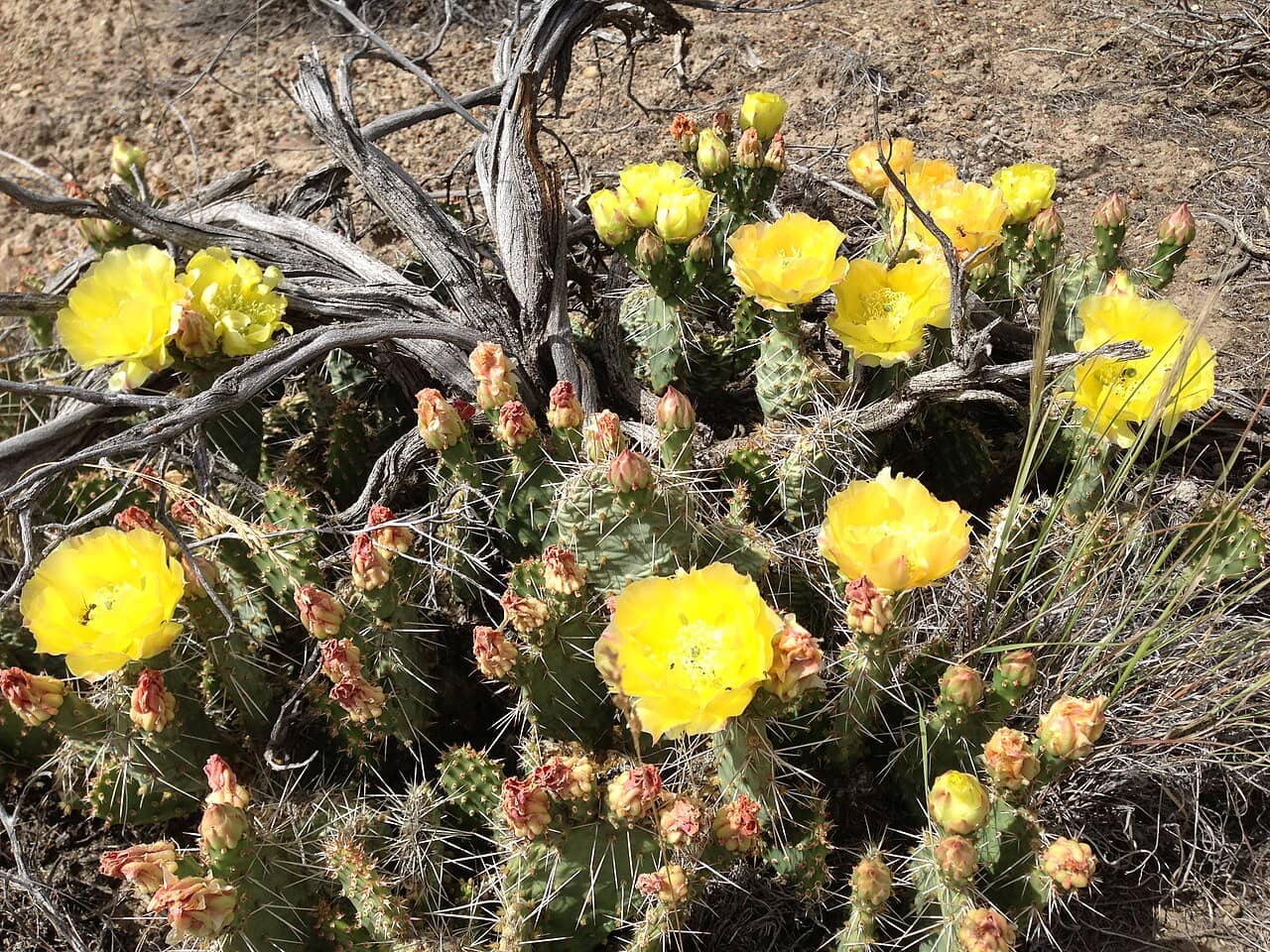 Opuntia polyacantha (Opuntia polyacantha), the whole plant.