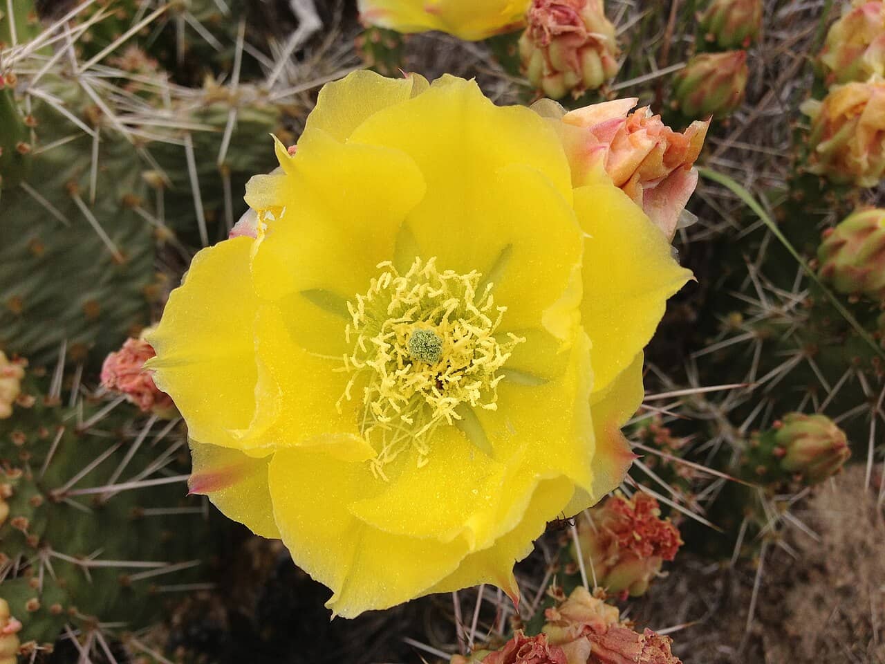 Flowers of Opuntia polyacantha (Opuntia polyacantha).