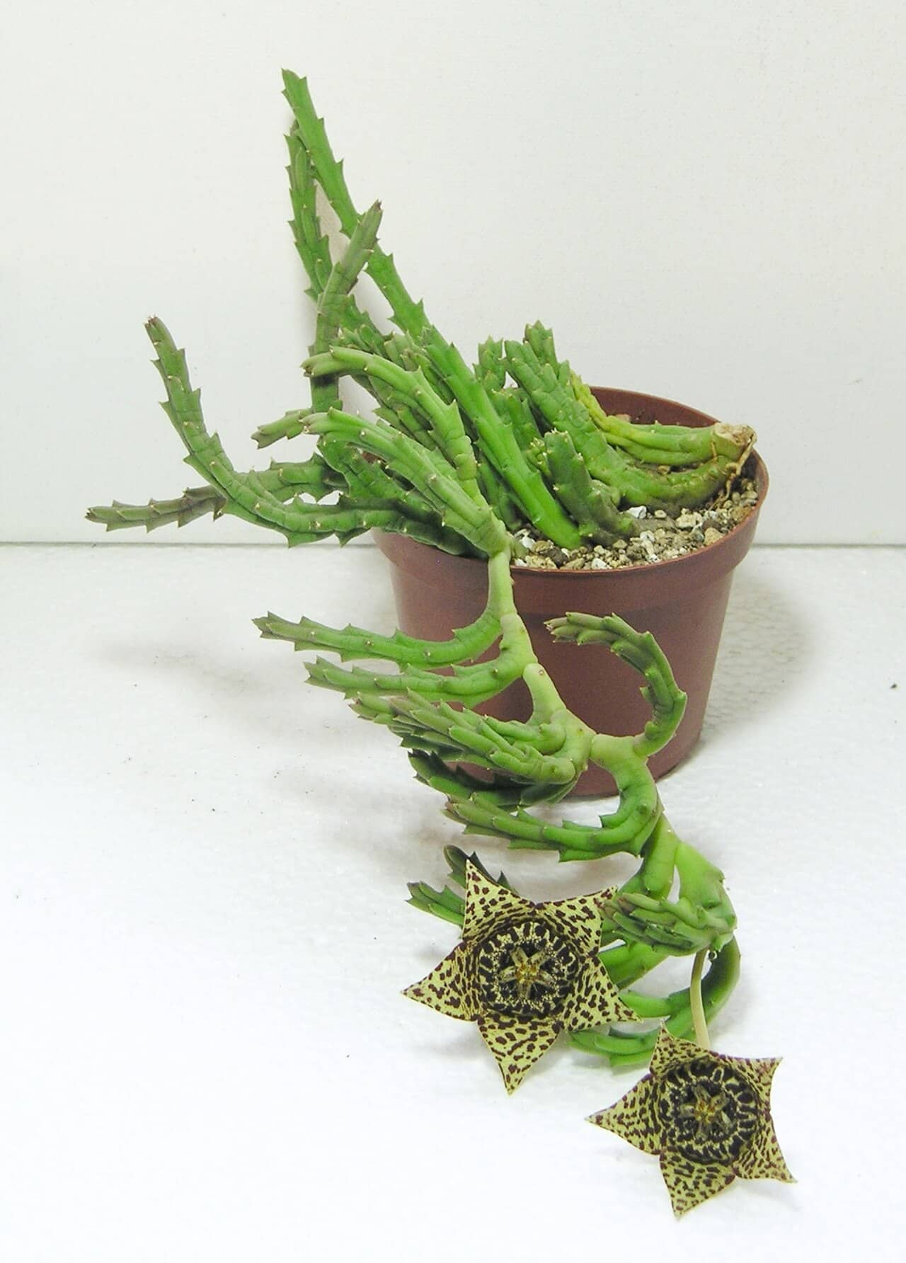 Carrion Cactus (Orbea variegata), the whole plant.