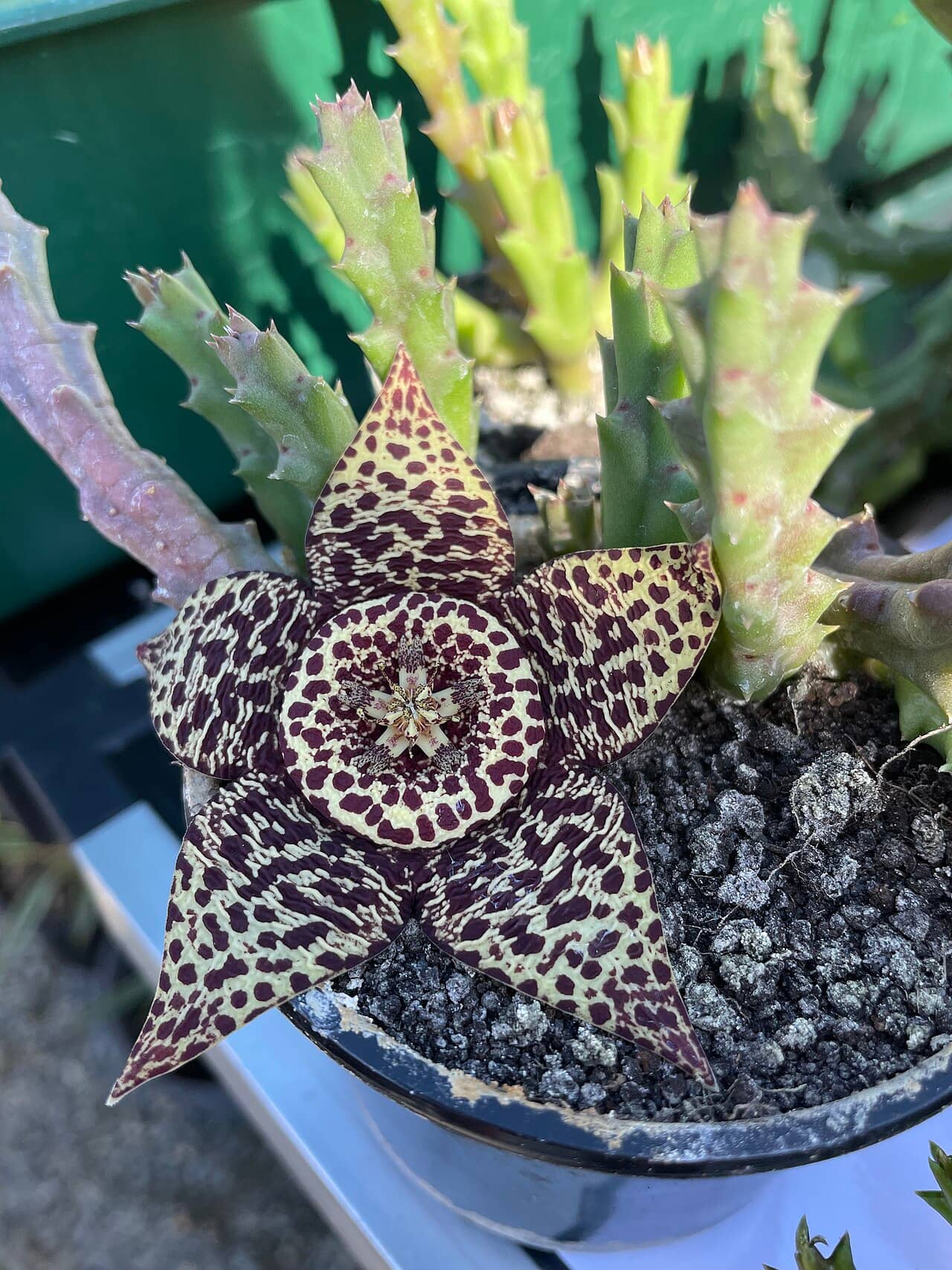 Flowers of Carrion Cactus (Orbea variegata).