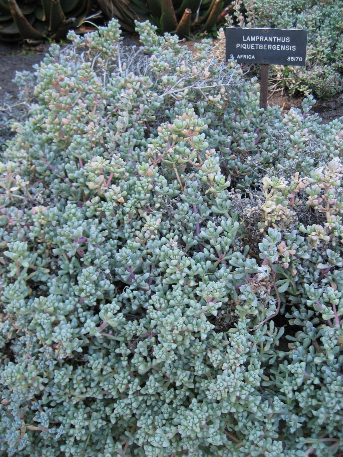 Ice Plant (Oscularia piquetbergensis), the whole plant.