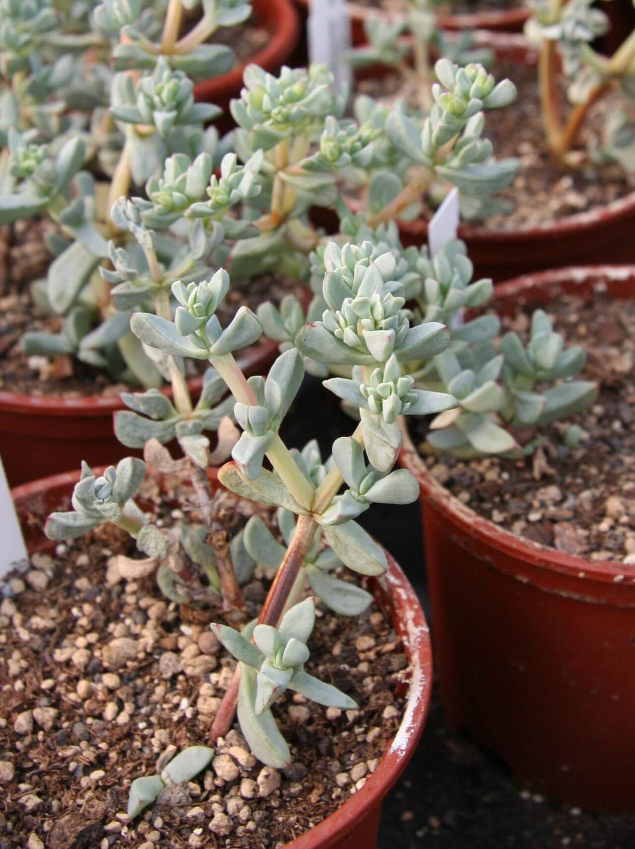 Ice Plant (Oscularia piquetbergensis) growing in a pot.