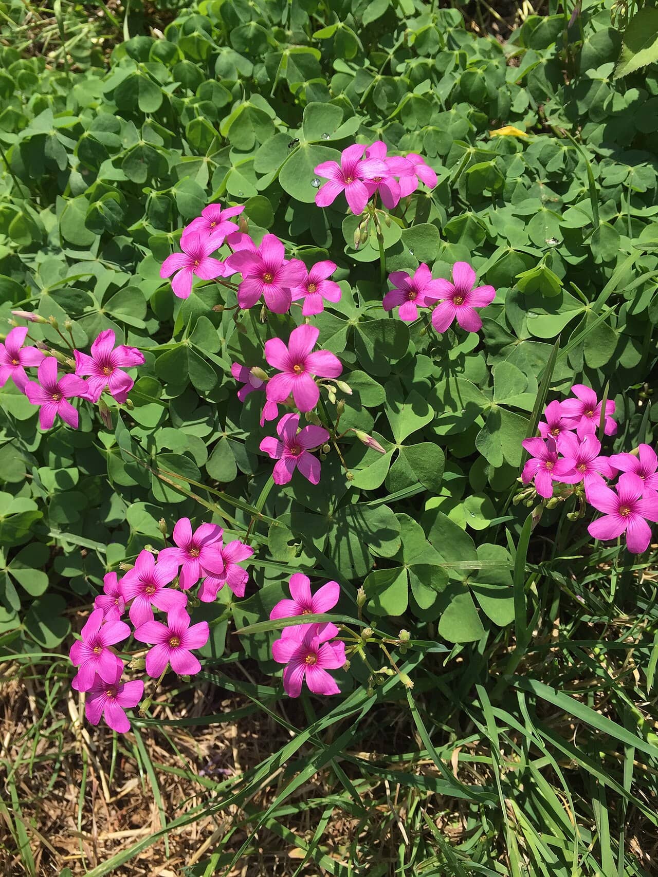 Oxalis (Oxalis articulata), the whole plant.