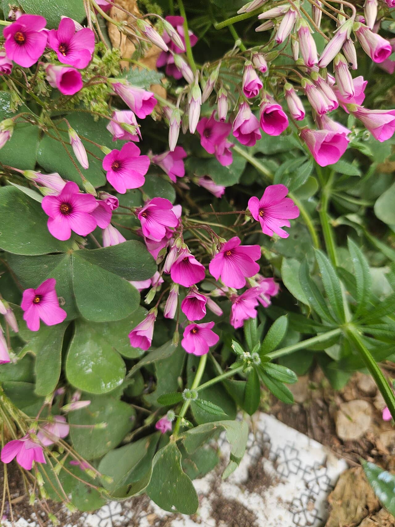 Flowers of Oxalis (Oxalis articulata).
