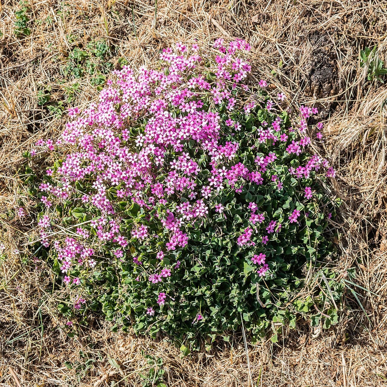 Oxalis (Oxalis articulata) growing wild.