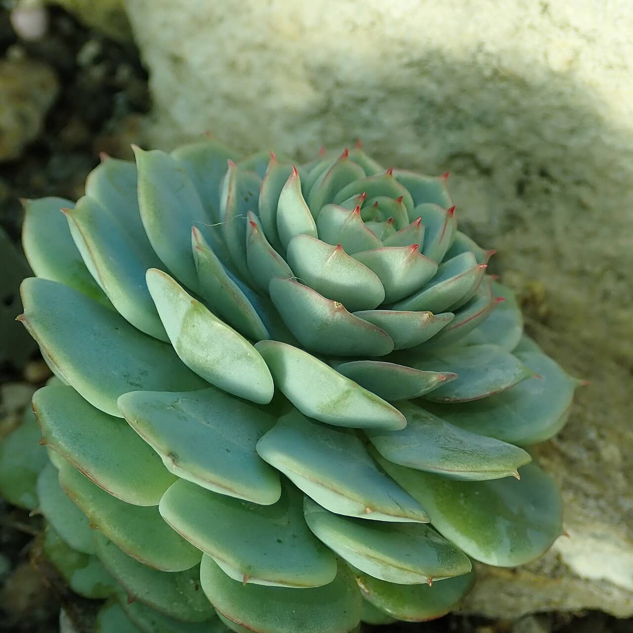 Painted Lady (Echeveria derenbergii), the whole plant.
