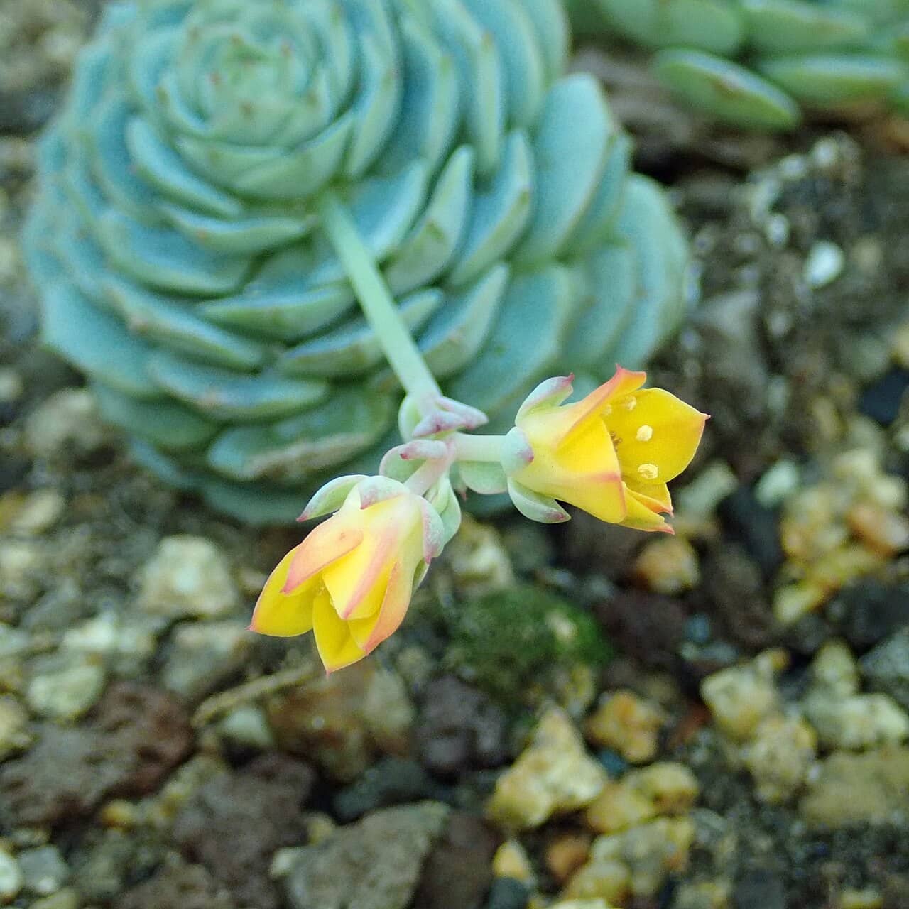 Flowers of Painted Lady (Echeveria derenbergii).