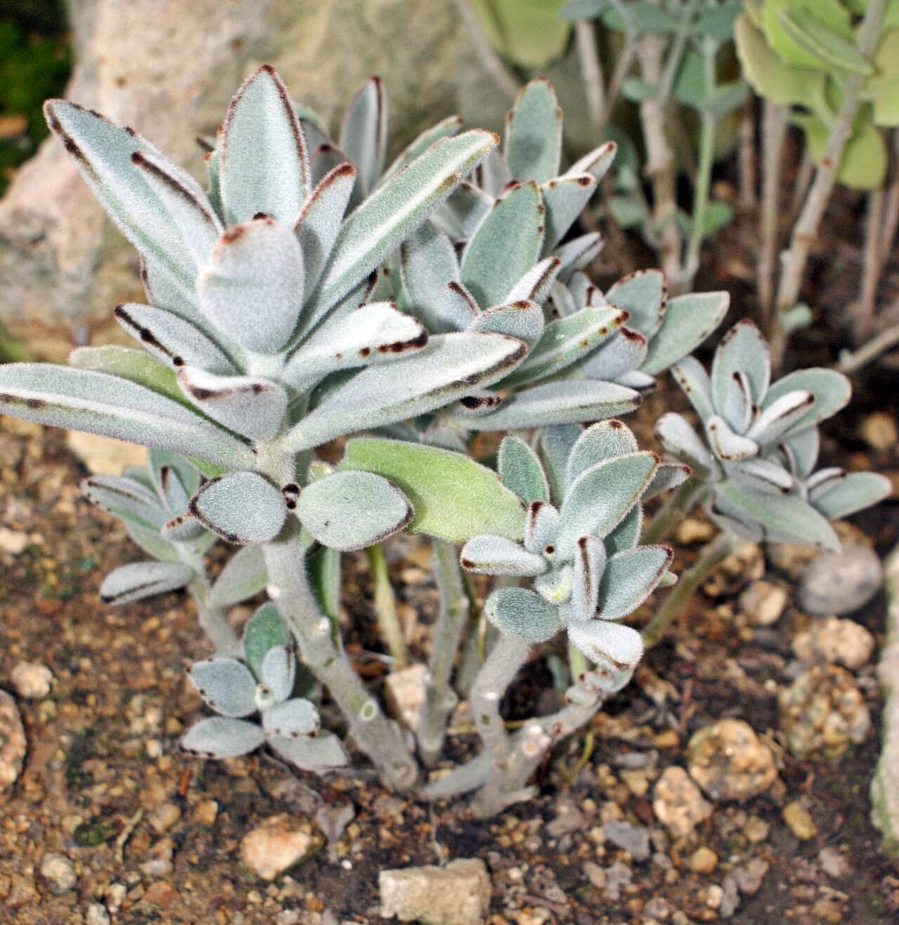 Panda Plant (Kalanchoe tomentosa), the whole plant.