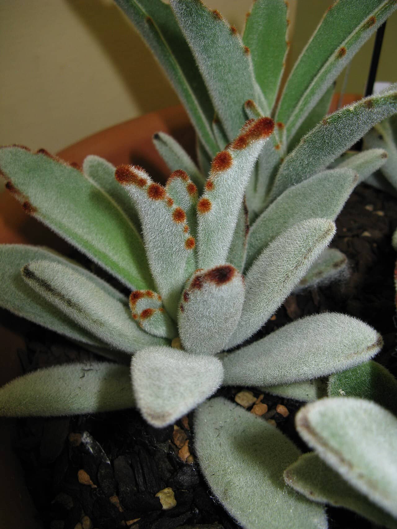 Close view of Panda Plant (Kalanchoe tomentosa) foliage.