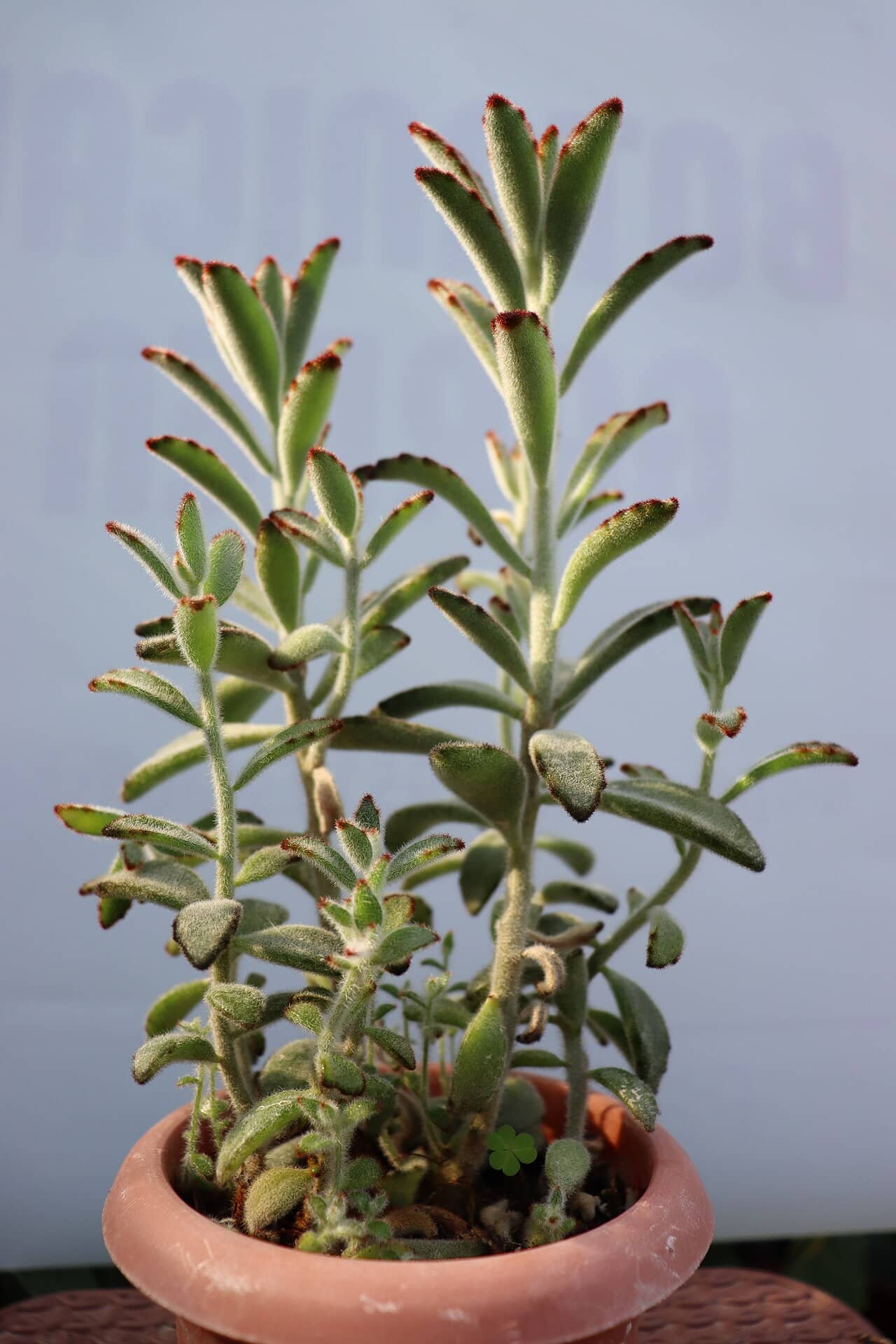 Panda Plant (Kalanchoe tomentosa) growing in a pot.