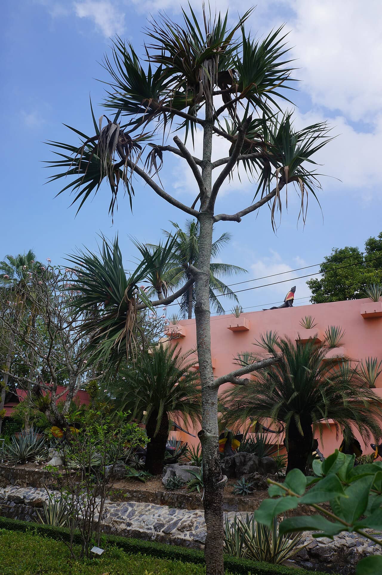 Hala (Pandanus tectorius), the whole plant.