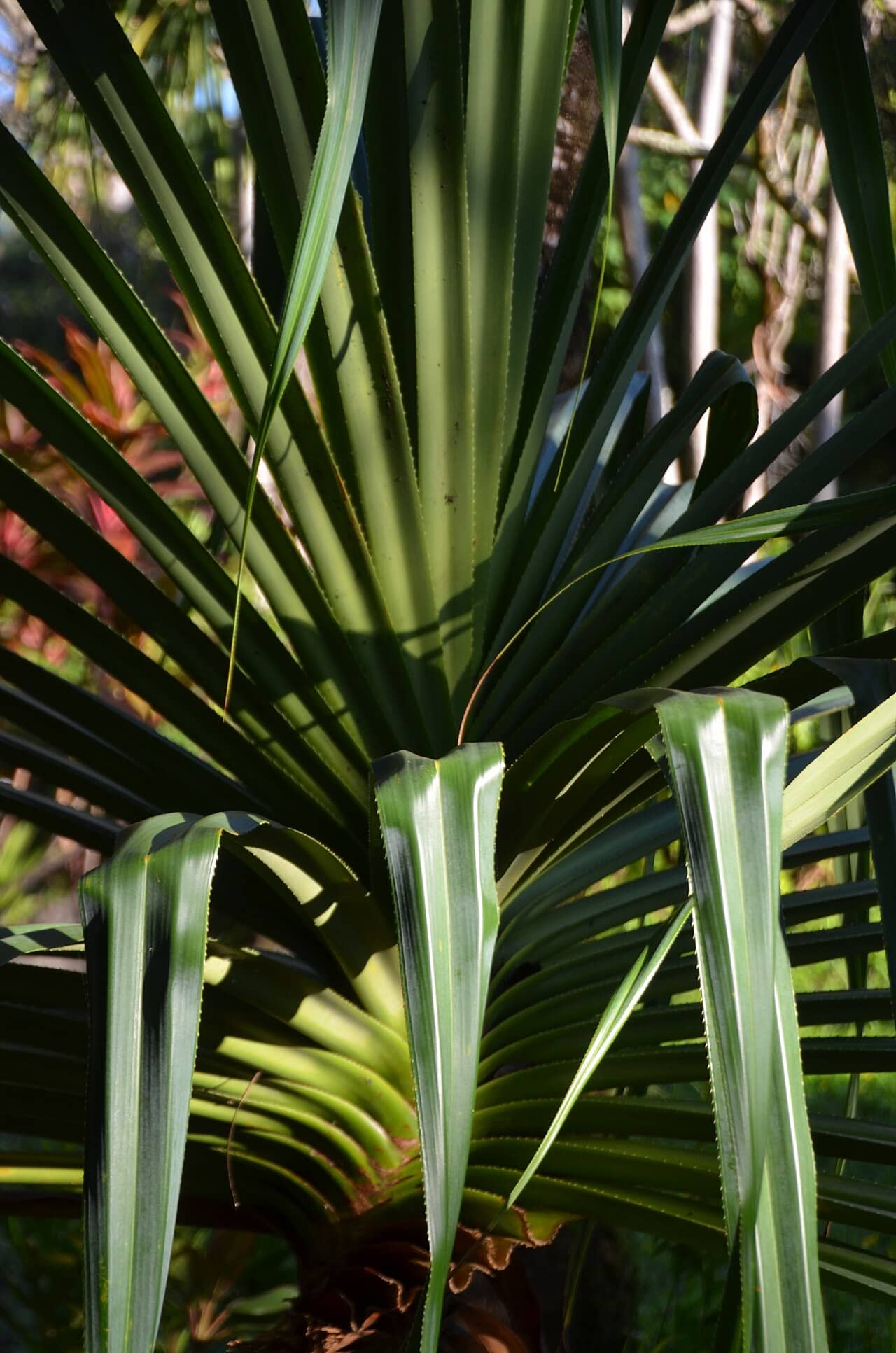 Close view of Hala (Pandanus tectorius) foliage.