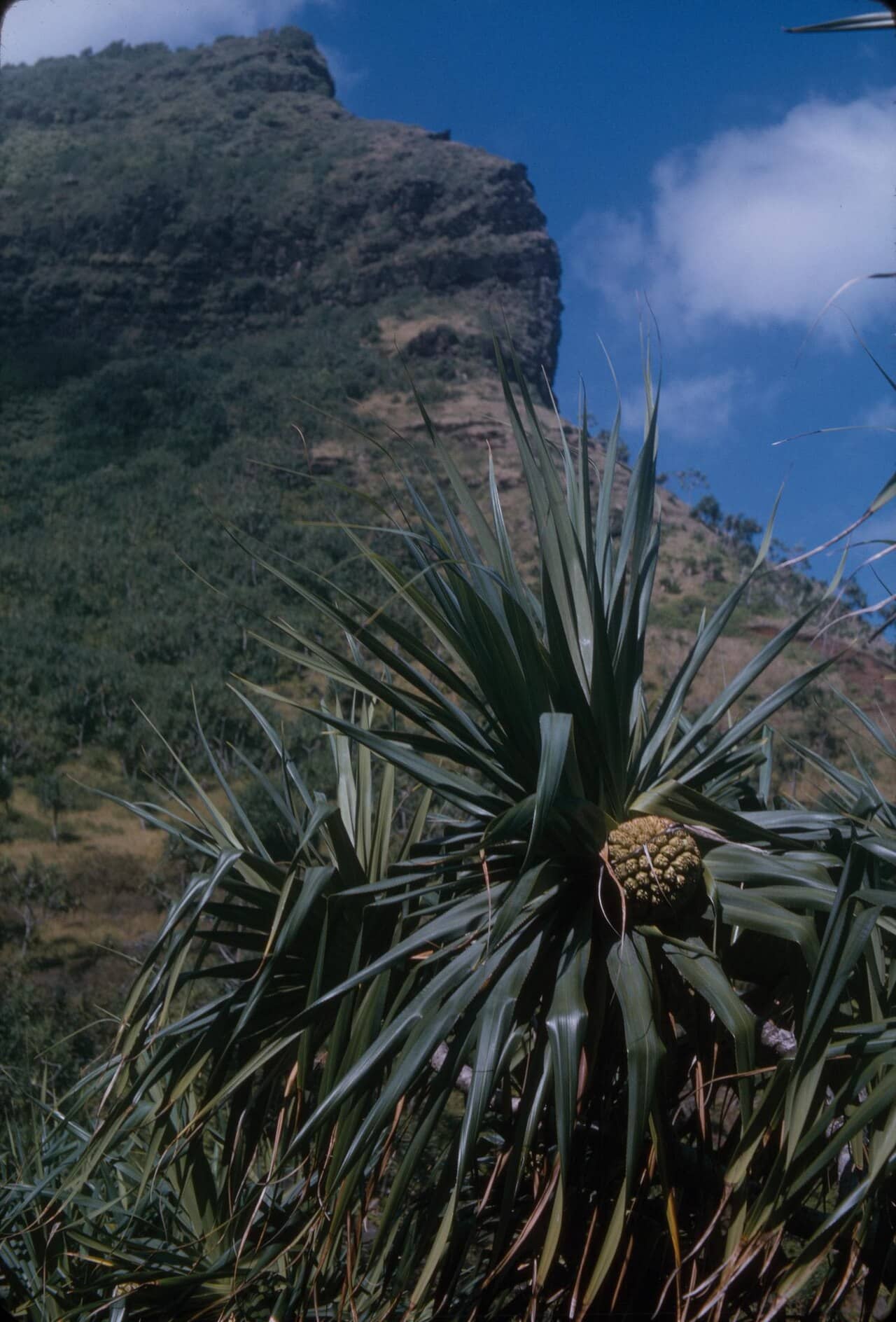 Hala (Pandanus tectorius) growing wild.