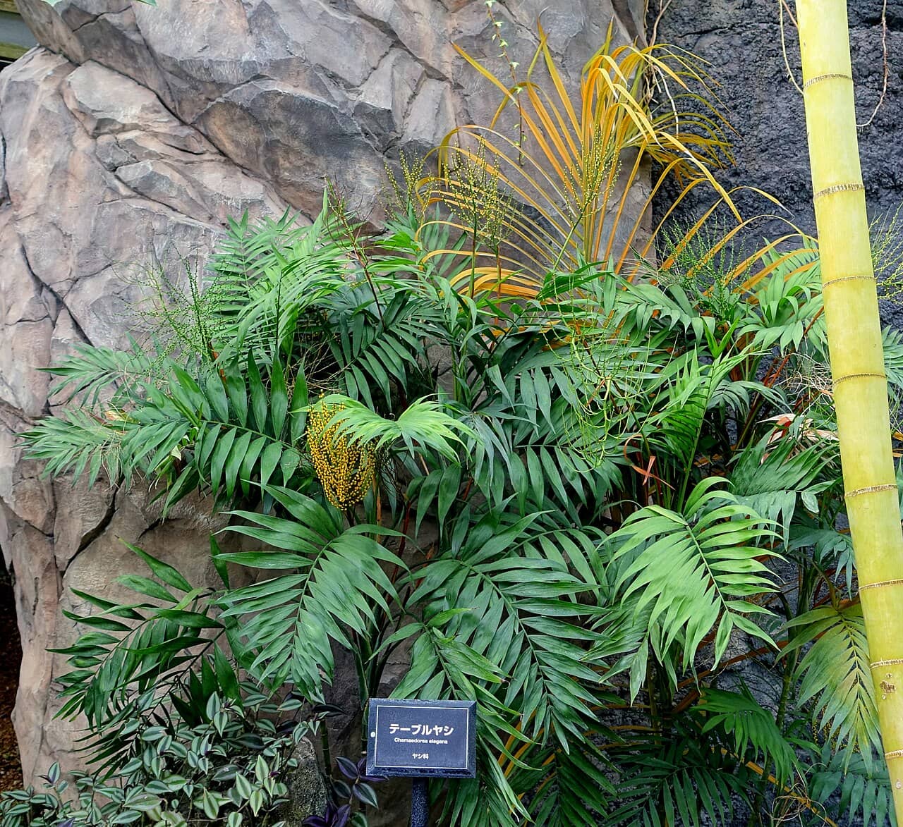 Parlour palm (Chamaedorea elegans), the whole plant.
